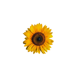 Untitled design (46).png