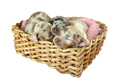 dachshund puppies
