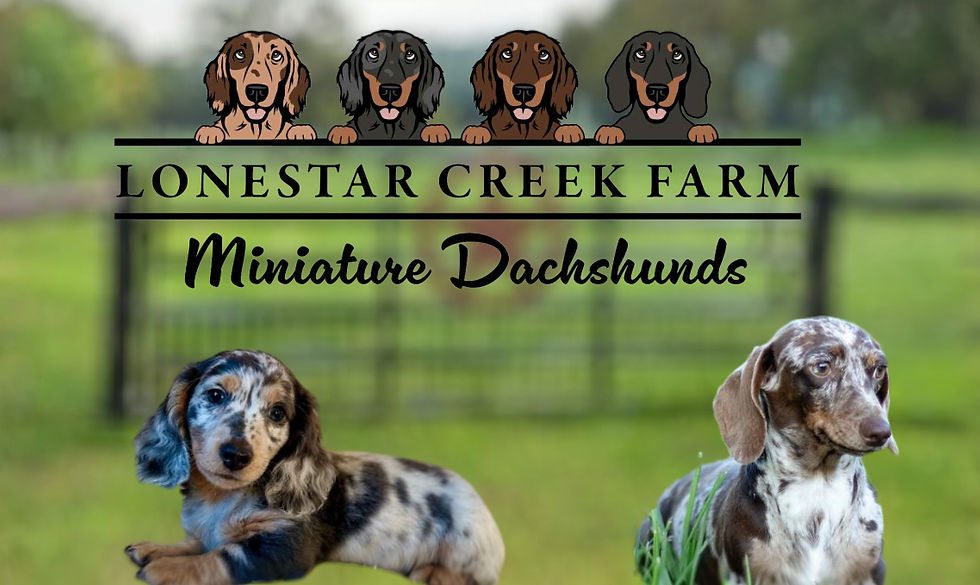 image_2025-06-08_173437071_edited_edited