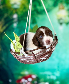dachshund puppy in a basket