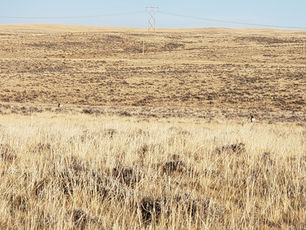 Building the Ultimate Antelope Rifle