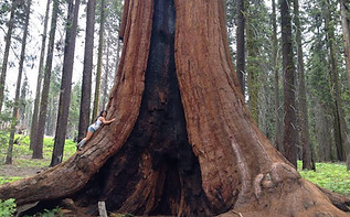 sequoia2.jpg