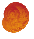 warm glowing orange snail shell