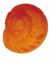 warm glowing orange snail shell