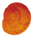 warm glowing orange snail shell