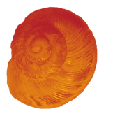 warm glowing orange snail shell