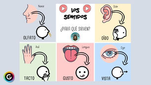 LOS 5 SENTIDOS