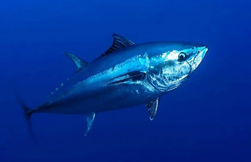 Tuna.webp
