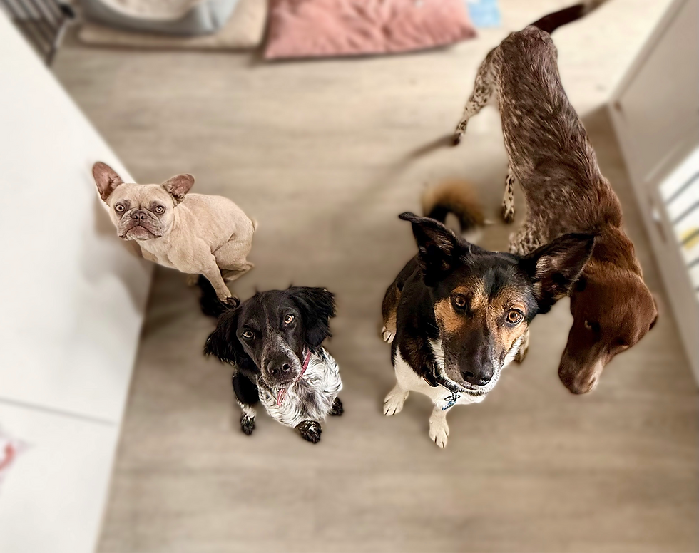 An Honest Review Of Owning Multiple Dogs