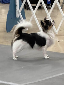 Another 4 point Major for Lacey today!