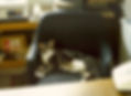 Tabby Cat slaving away TH.jpg