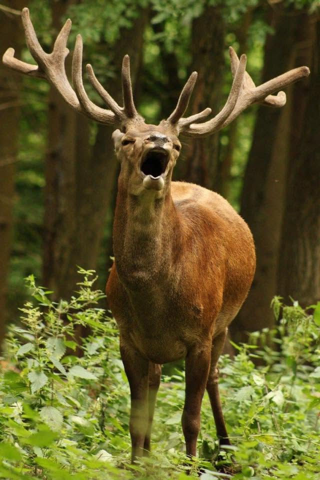 Wildpark Schmidt 1