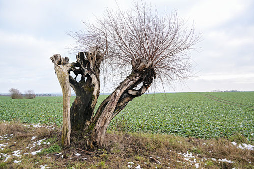 ree