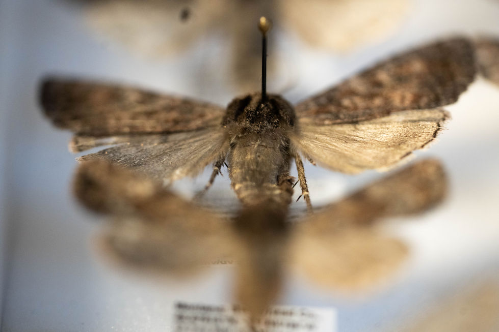 Blurred Moth