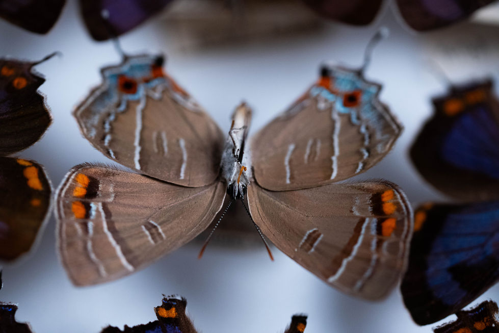 Tan Hairstreak Moth