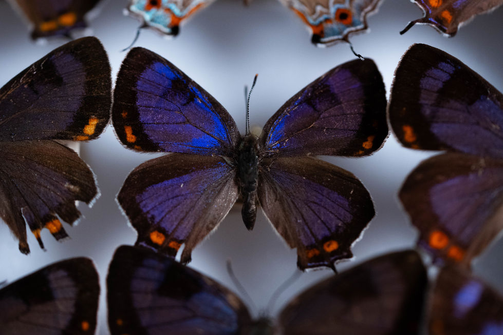 Colorado Hairstreak Moth