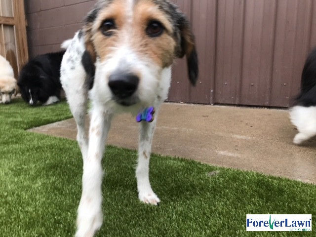 The Collar Club
West Des Moines, IA
