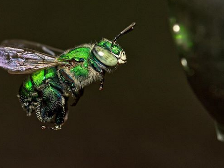 Bees ... you thought you knew.