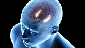STS project diary 4 – Managing Mental Trauma – The Anatomy of Trauma in the Brain
