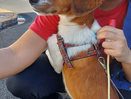 Plano de Ação para Encoleiramento dos Cães