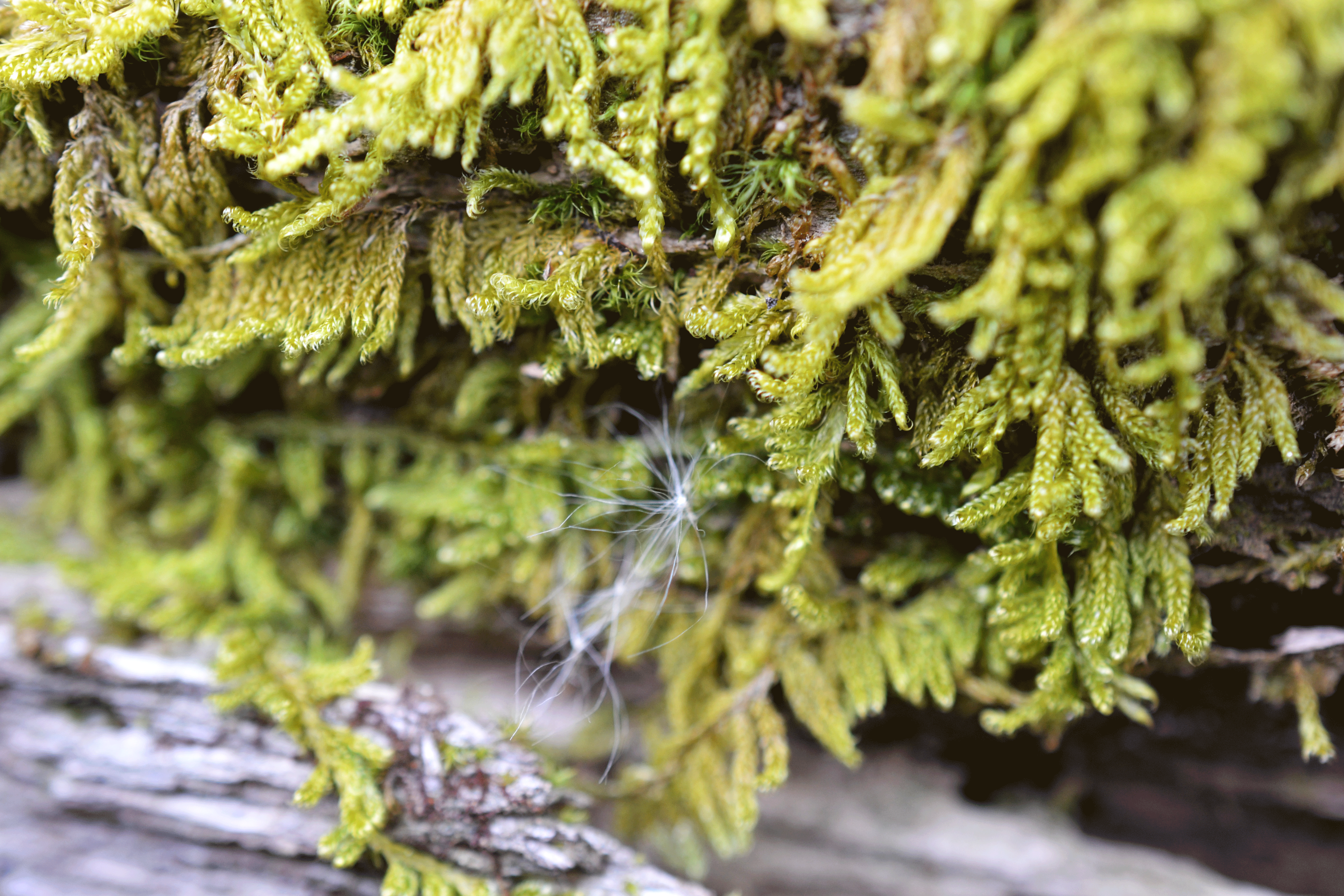 moss-1.gif