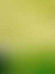 Qualified Lawn Sprinkler Repair: Ensuring Your Lawn and Garden Flourish