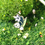 Thumbnail: original | snowbell enamel pin | january 2024 patreon exclusive