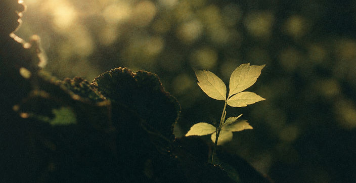 ENARA_banner_Nature_edited.jpg