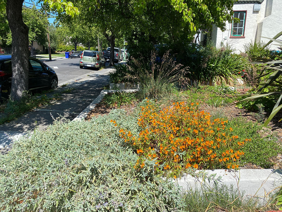Native Plant Front Yard