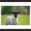 Thumbnail: A curious Lamb- Broadway, Worcestershire