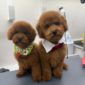 Mini Poodles