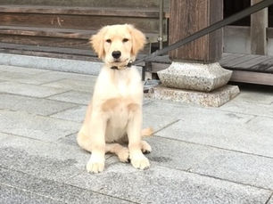老犬の尊厳ケアとは?
