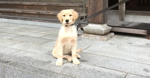 老犬の尊厳ケアとは?
