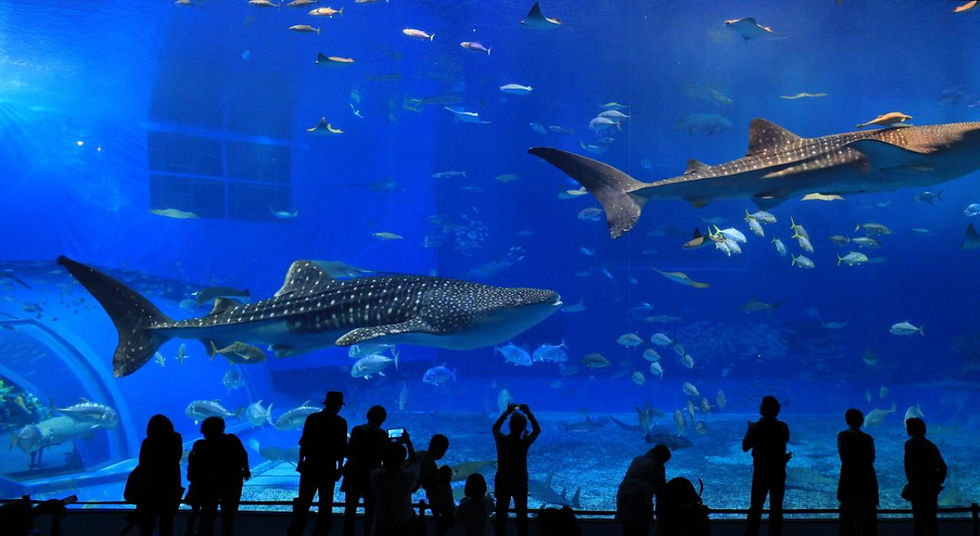Thumbnail: Aquarium of the Bay