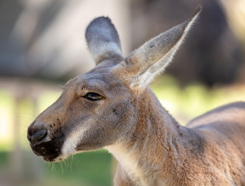 Fresno Chaffee Zoo | Wild Explorers