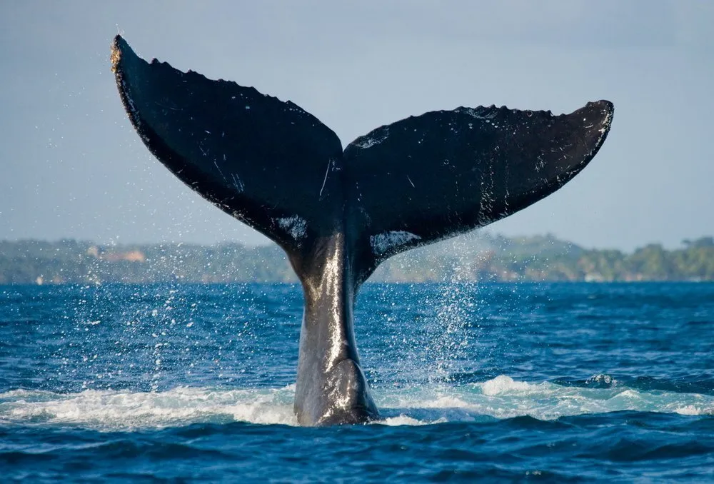 Whale Watching in Fort Bragg with All Aboard Adventures