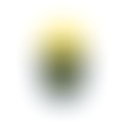 Judiska centralrådets beviljas medel av regeringen för förstudie inför kunskapshöjande insatser                       