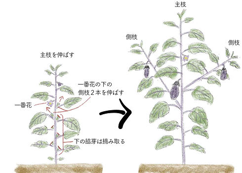 eggplant-trim.jpg