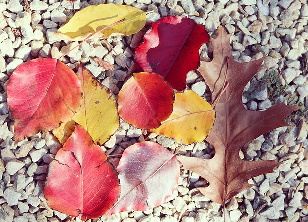 leaves1_edited.jpg