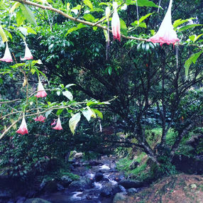 Vor Ort für Freestyle Remote Viewing Ausbildungsseminar in Costa Rica!