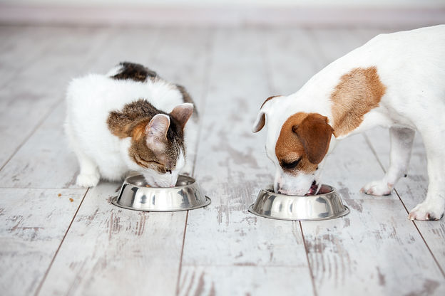 Dog and cat eating.jpeg
