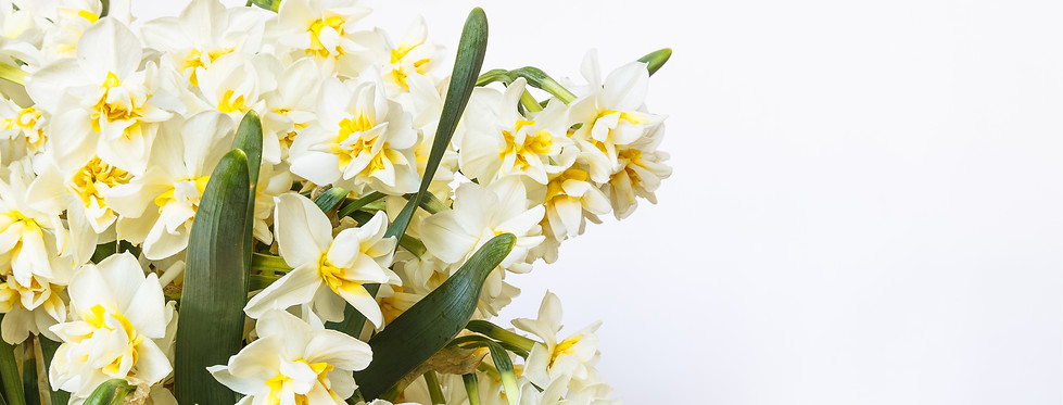 Gule og hvide blomster