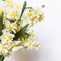 Fleurs jaunes et blanches