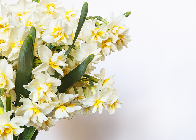 Yellow And White Flowers