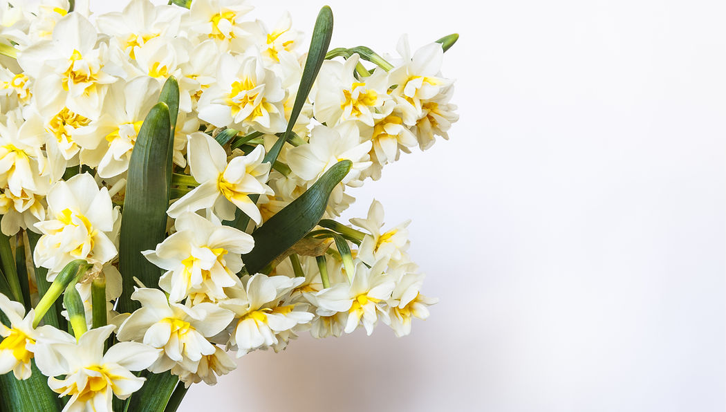 Yellow And White Flowers