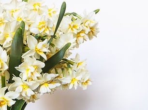 Yellow And White Flowers