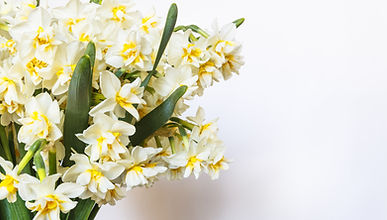 Yellow And White Flowers