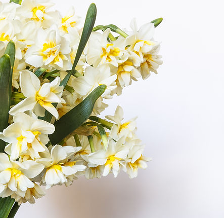 Yellow And White Flowers