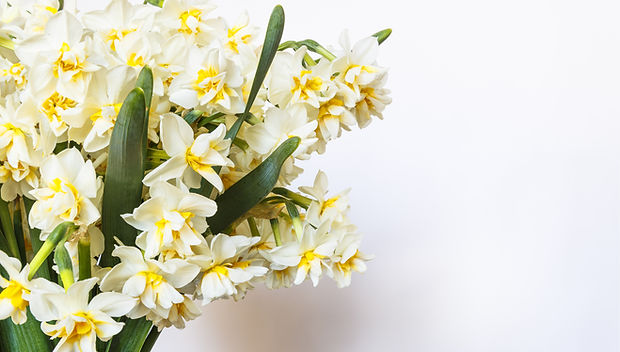 Gelbe und weiße Blumen
