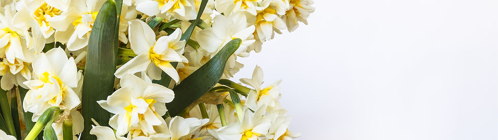Yellow And White Flowers
